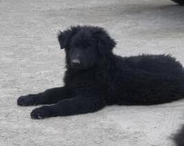 黑熊犬吃瓜,黑熊犬的瓜田奇遇记