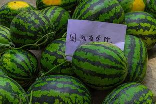 女孩给你发吃瓜