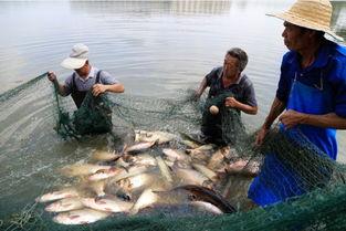 吃瓜运输,揭秘吃瓜运输的绿色革命